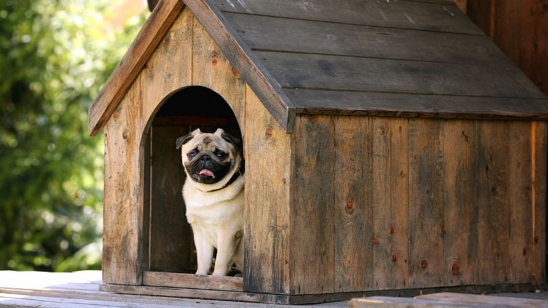 5 cosas que ya no te pueden prohibir cuando rentas