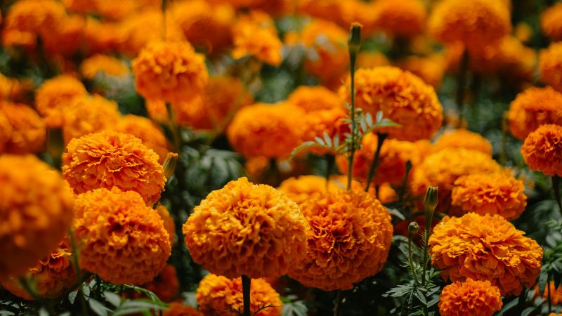 ¿Qué hacer con tu flor de cempasúchil después de Día de Muertos?