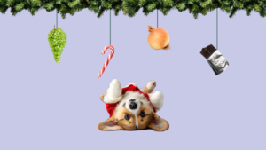 Alimentos que pueden intoxicar a tu perro en las fiestas ¡Qué traes en el hocico!