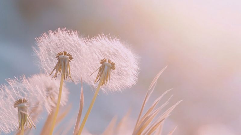 El diente de león el secreto para la buena energía según el Feng Shui
