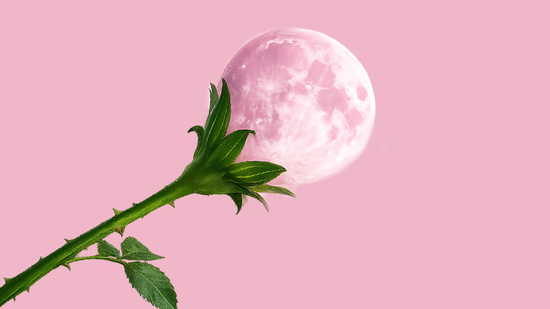 Energía de la Luna rosa de abril 2026 ¡necesitas abrir nuevos caminos!