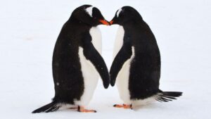 Los besos son el termómetro de tu relación ¡Besos de 3 segundos mínimo!