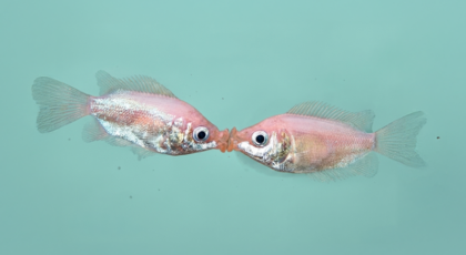 Kiss me slowly: Hacks para ser un buen besador