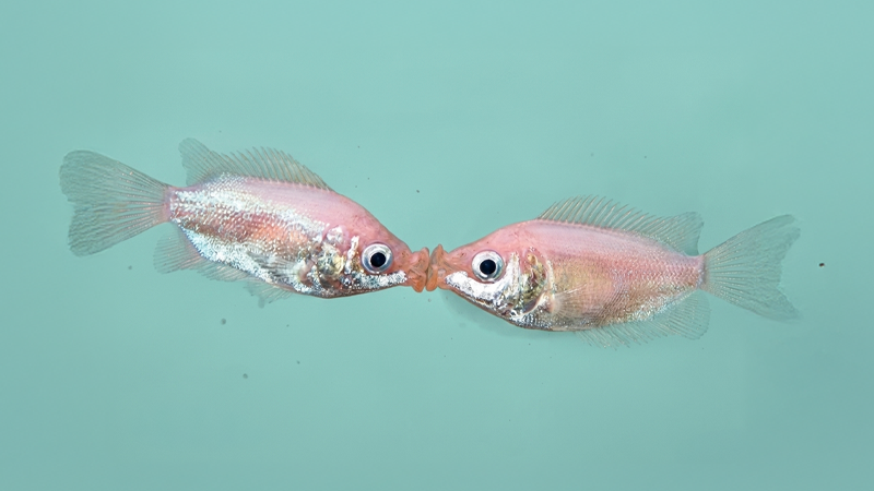 Kiss me slowly: Hacks para ser un buen besador