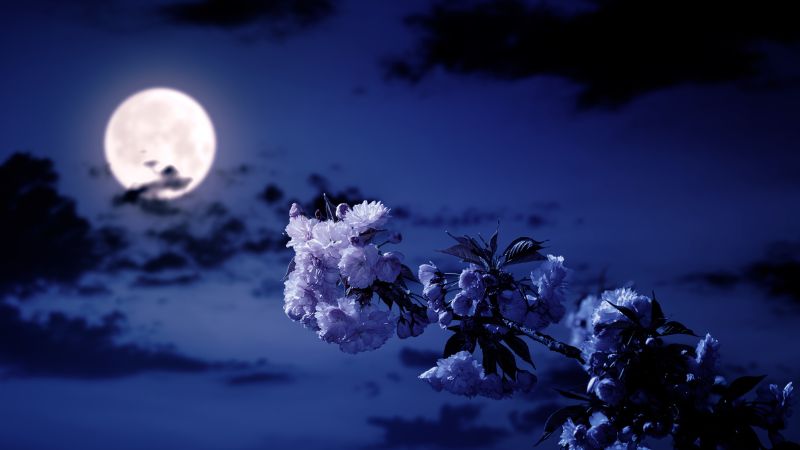 Luna de Mayo 2026: La energía de la luna de las flores