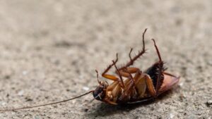 ¡Alerta cucarachas! 8 cosas que las atraen en tu casa (y su simbolismo energético)