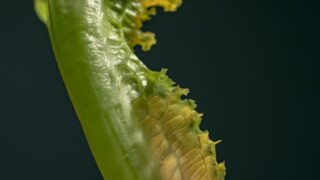 ¿Diarrea explosiva en EU por una lechuga? Aguas con el brote de ciclosporiasis