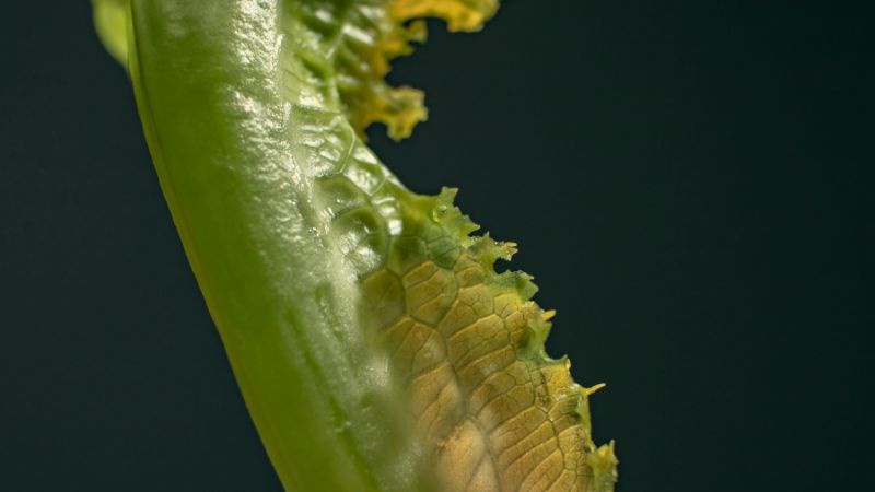 ¿Diarrea explosiva en EU por una lechuga? Aguas con el brote de ciclosporiasis