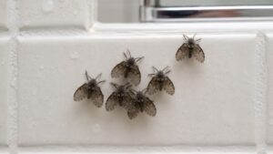 ¿Por qué tienes mosquitas en tu baño?