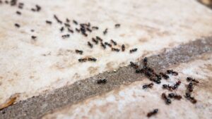 El significado espiritual de las hormigas en tu casa