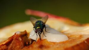 ¿Qué deberías hacer si una mosca se paró en tu comida?