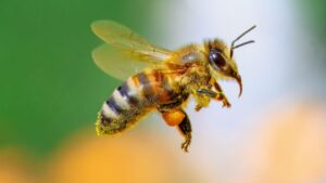 Significado espiritual de ver abejas por todos lados