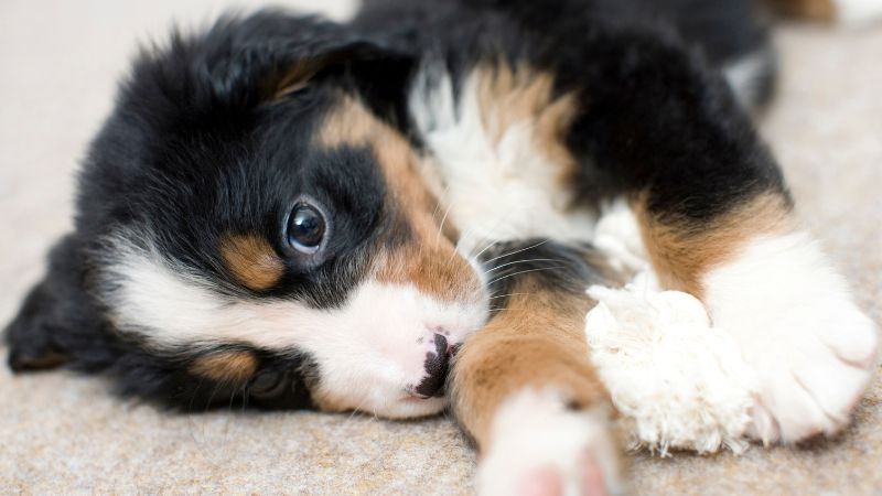 ¿Cómo saber si tu perro comió algo envenenado?